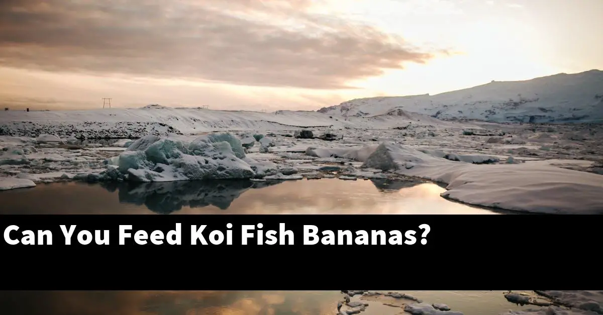 Can You Feed Koi Fish Bananas? [2022 Guide] Gold Koi Fish